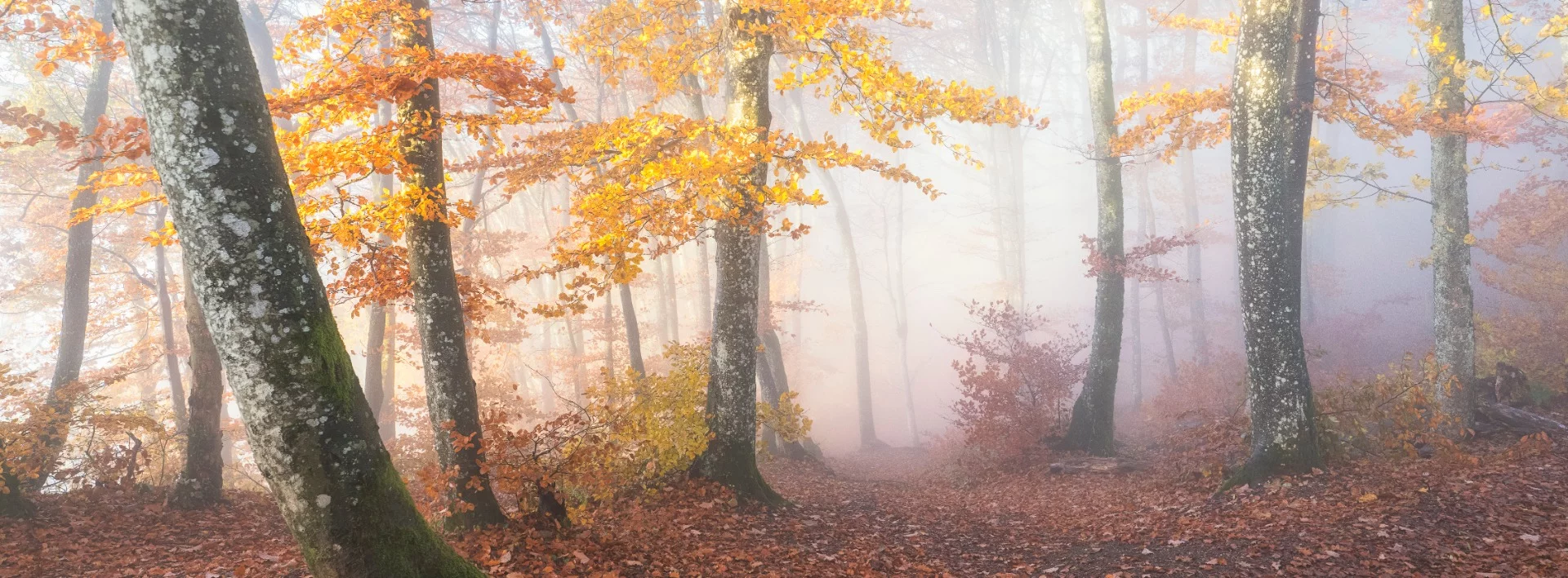 Rustle of Colorful Leaves - Winner of the 2018 Mist and Fog award