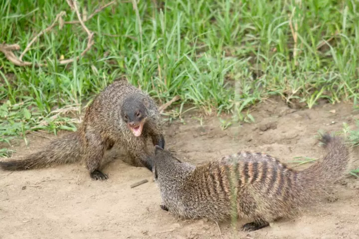 Things are definitely not pretty when it's eviction time in a banded mongoose colony