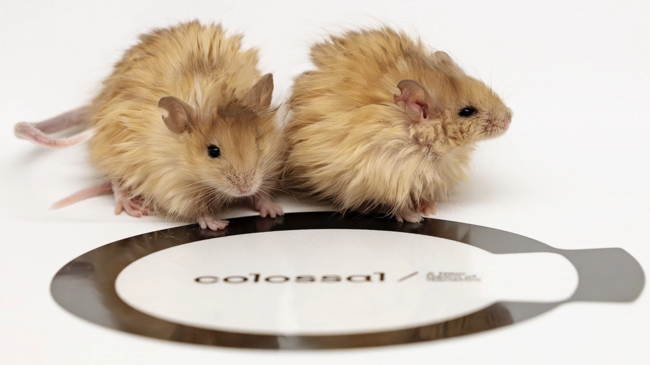 The scientists altered seven genes to give these mice woolly mammoth traits