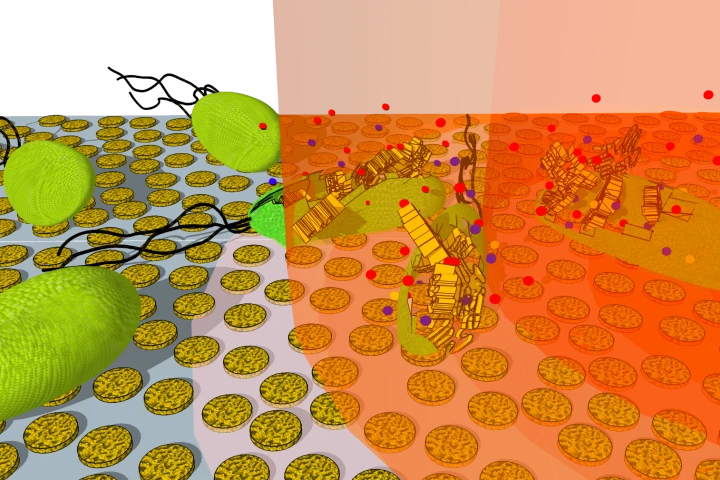 The team found that their new technique, involving gold nanodisks and infrared light, killed the bacterial cells within 25 seconds