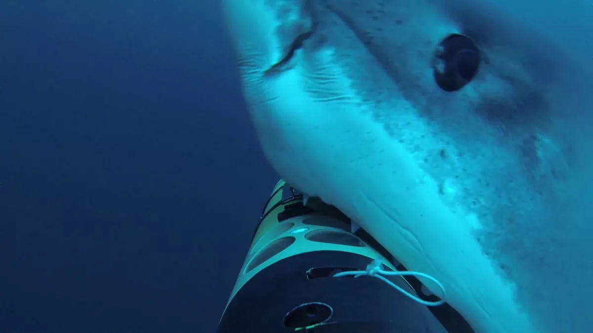 A great white takes a bite of the REMUS SharkCam during a recent mission