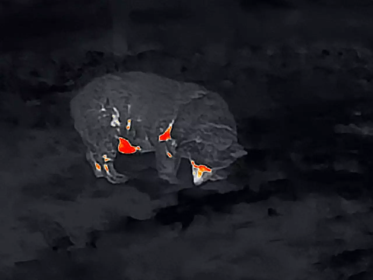 Corgi shows off the heat