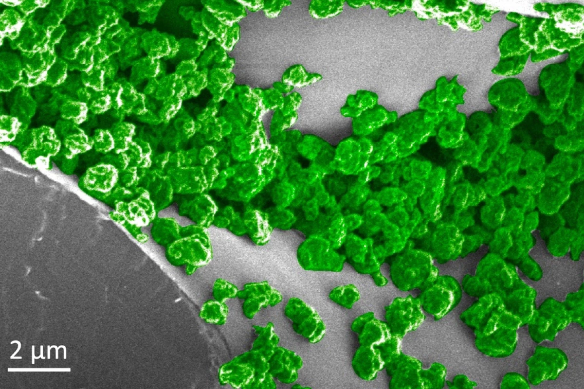 A microscope image of the glowing nanoparticles (highlighted in green) inside the plants