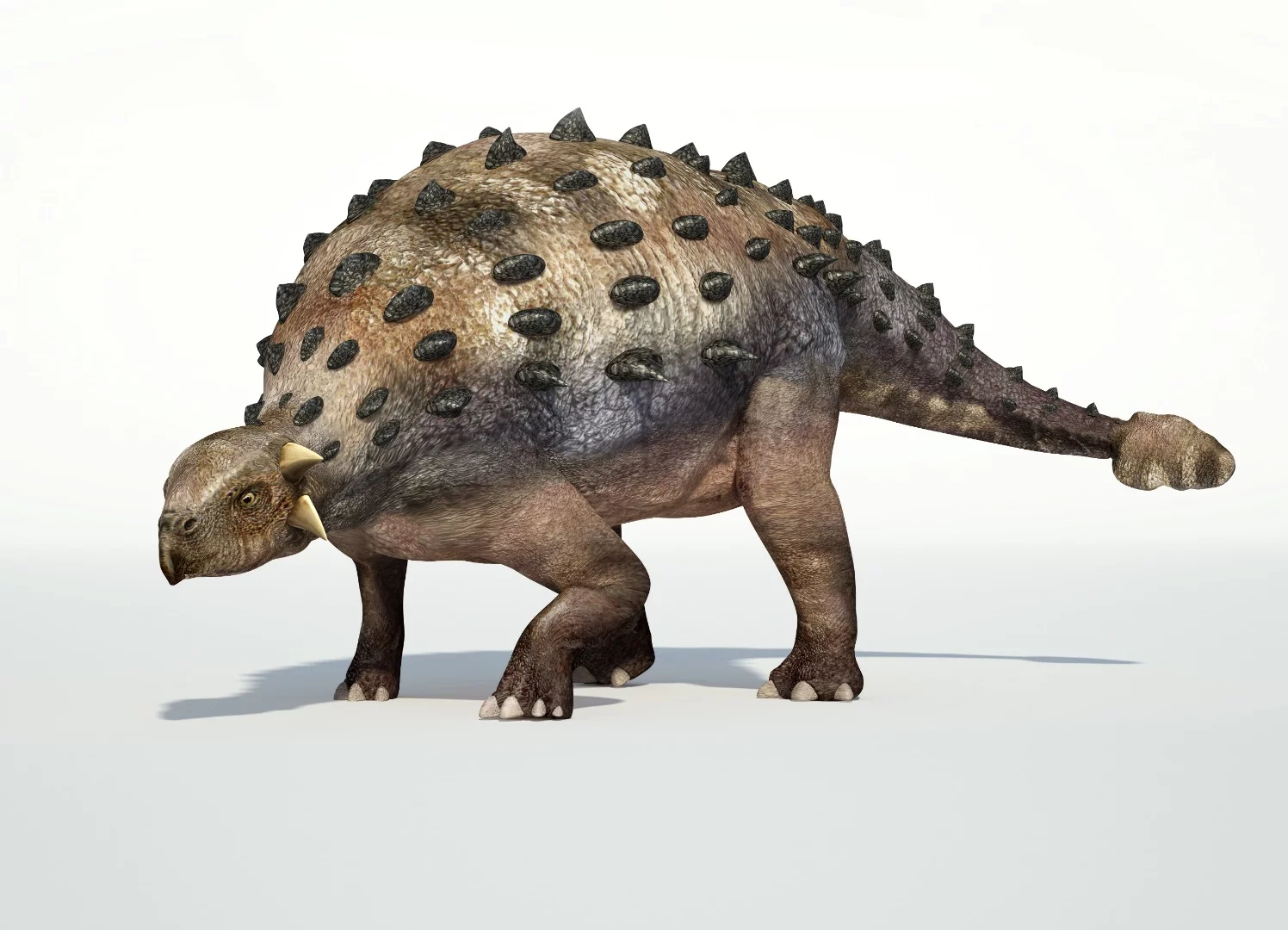 The ankylosaurus apparently had a nose for keeping a cool head