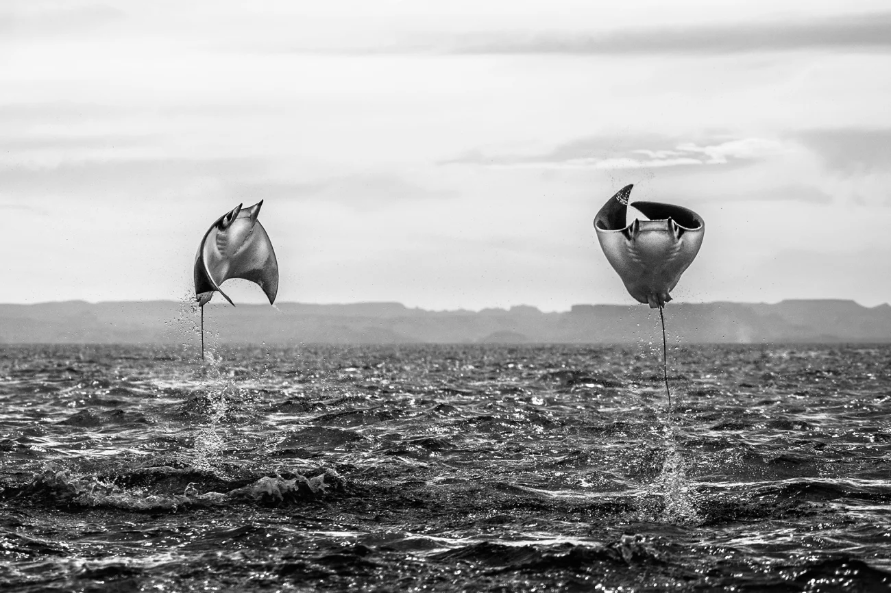 Honorable Mention, Animals in their Environment. 'When Rays Fly', A large group of Mobula Rays in the Sea of Cortez