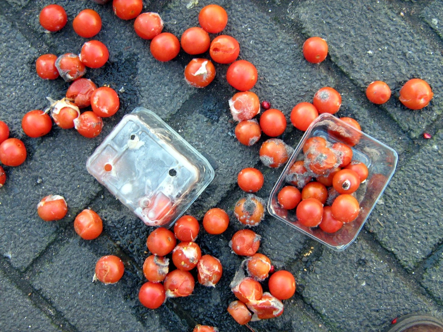 Damaged tomatoes that are unsuitable for sale at the grocery store found to be "a particularly powerful source of energy" by US researchers