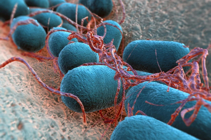 Engineered E. coli has been shown to help diagnose gut problems in mice by expressing fluorescent proteins into their feces