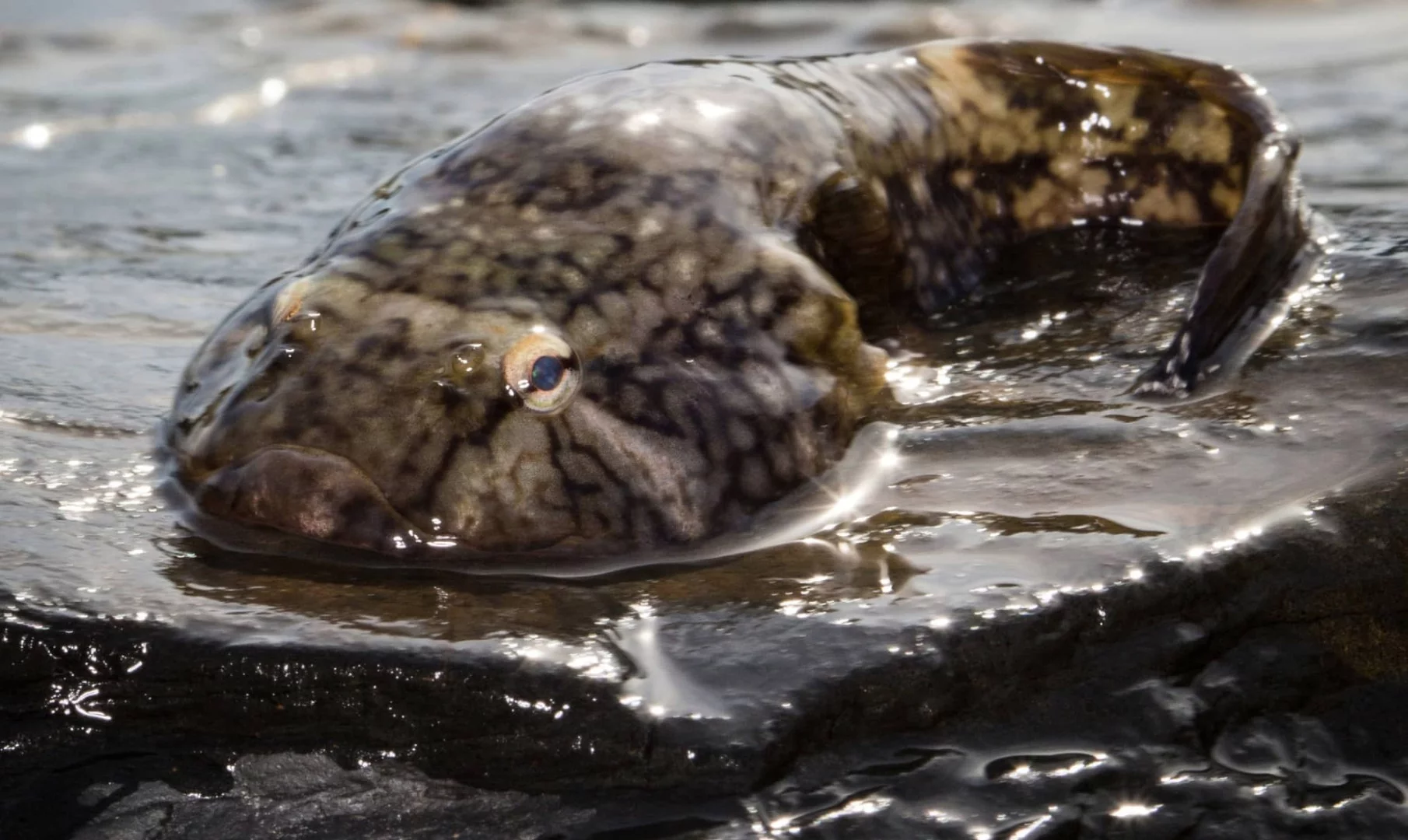 The Clingfish is clingy enough to lift 150 times its own weight