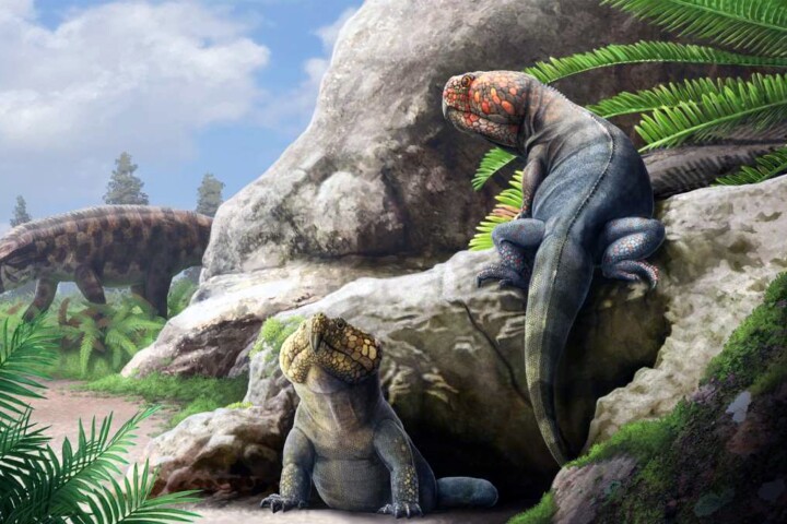 An artist's reconstruction of the newly discovered rhynchosaur, Beesiiwo cooowuse, named after the First Nations indigenous to the area in which it was found