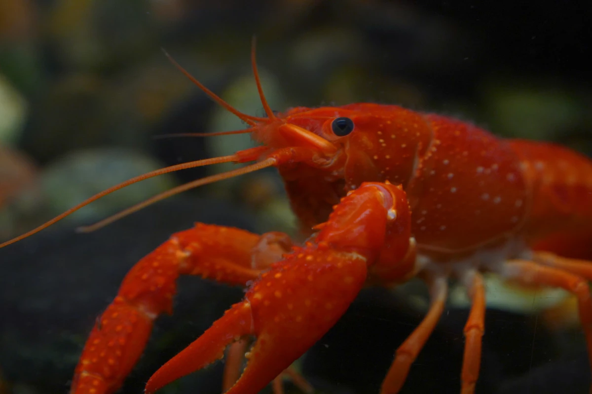 New research has found a species of lobster that grinds plastic waste into smaller microplastic particles