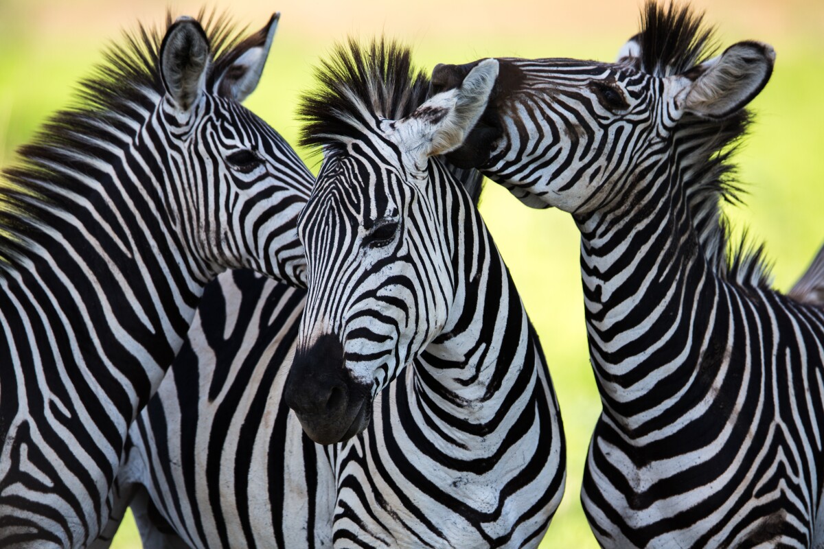 The reasons for a zebras stripes are far from black and white