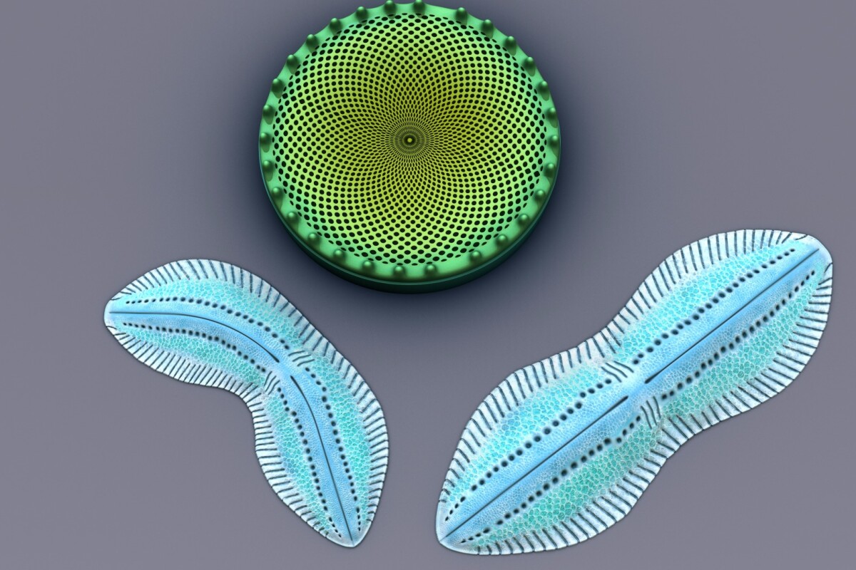 Yale researchers have used light-manipulating algae called diatoms to improve the efficiency of organic solar cells