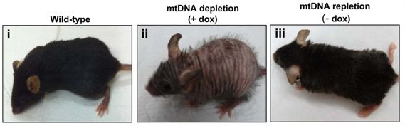 These images chronicle the depletion and restoration of mtDNA in a mouse experiment