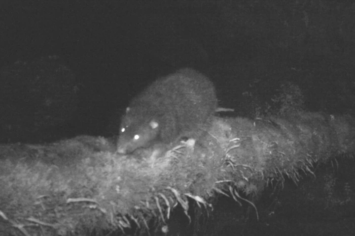 This footage capturing the rat scampering across a log over a stream is the first recording in existence