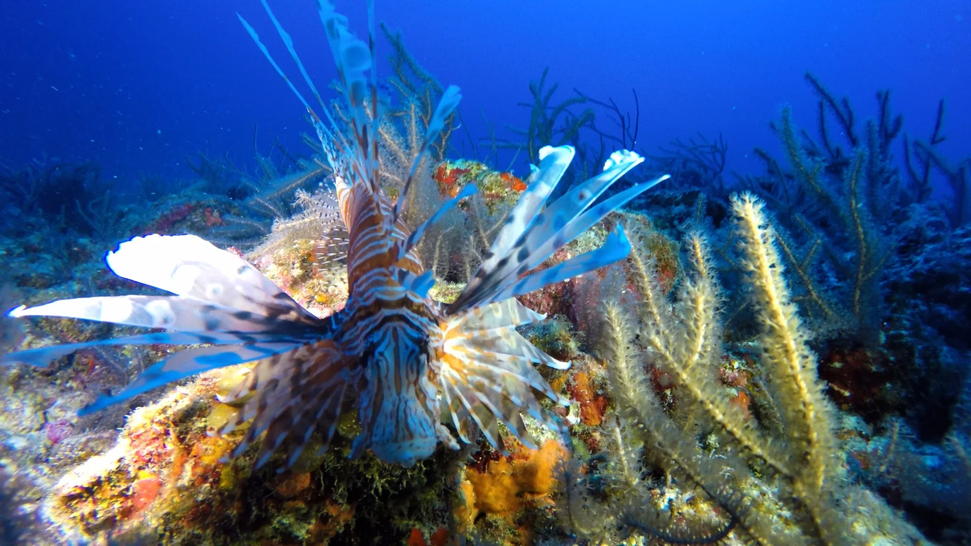 Lionfish off Bermuda