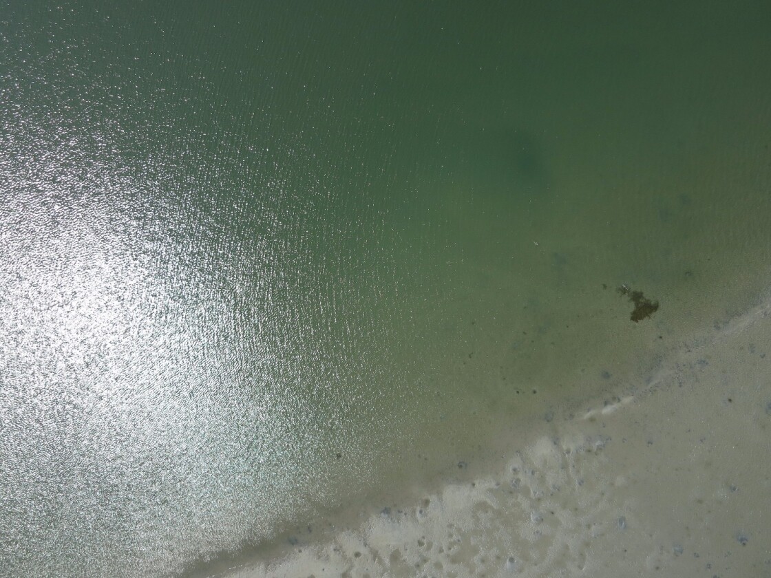 Scientists from Duke University and the University of North Carolina-Chapel Hill have kicked off a new research program exploring the potential for drones to detect bonnethead sharks