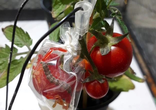 One of the tomato plants that was monitored in the study
