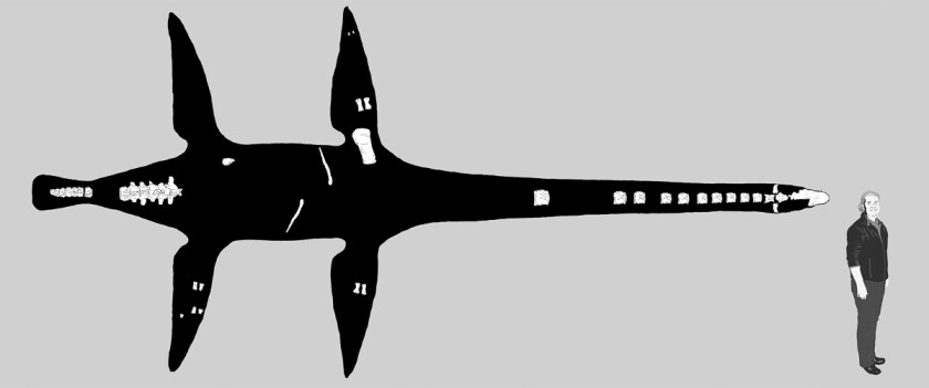 Lagenanectes has been identified from only a few bones, and as seen here compared to a human, it would have stretched over 8 m (26 ft) long