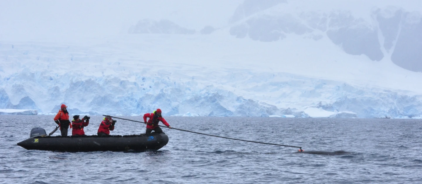 Researchers attach a 'whale cam' to an Antarctic minke whale
