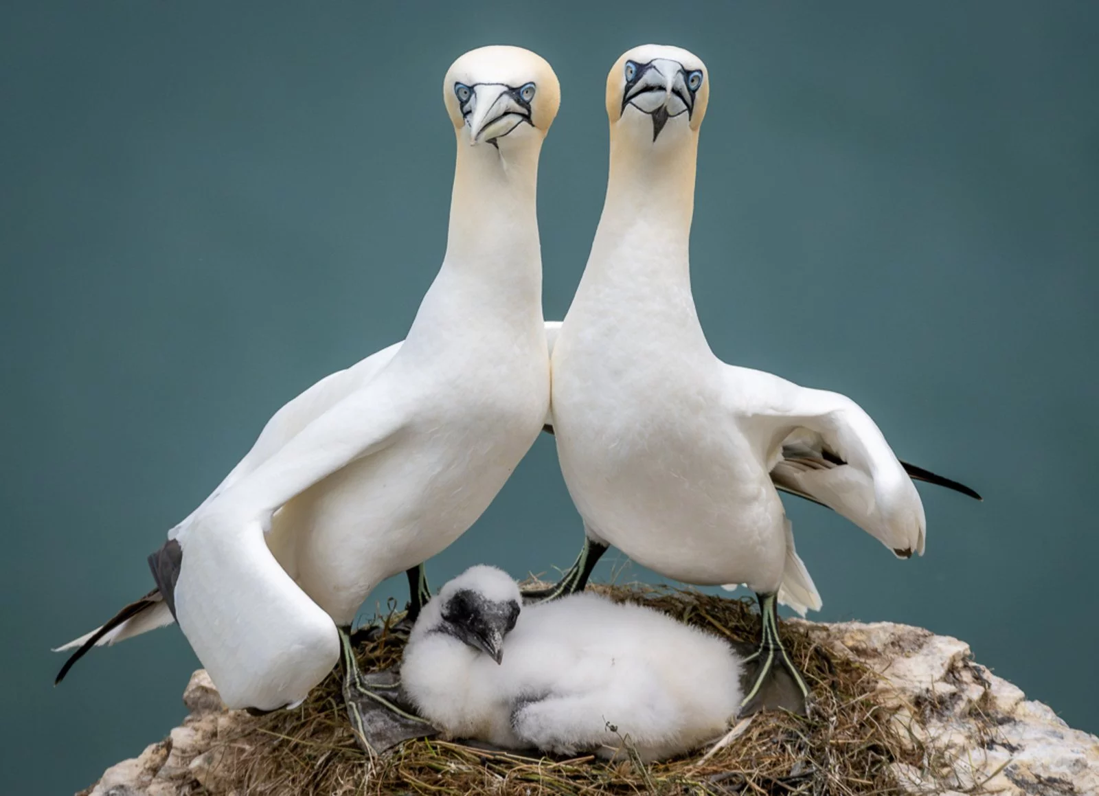 Highly Commended: "One For The Family Album", Zoe Ashdown (UK). "Gannets mate for life and they return to the same nest year after year to raise their young," said Ashdown, who took this snap at Bempton Cliffs. "As soon as I saw it I laughed out loud! They look like proud parents, posing with their baby."