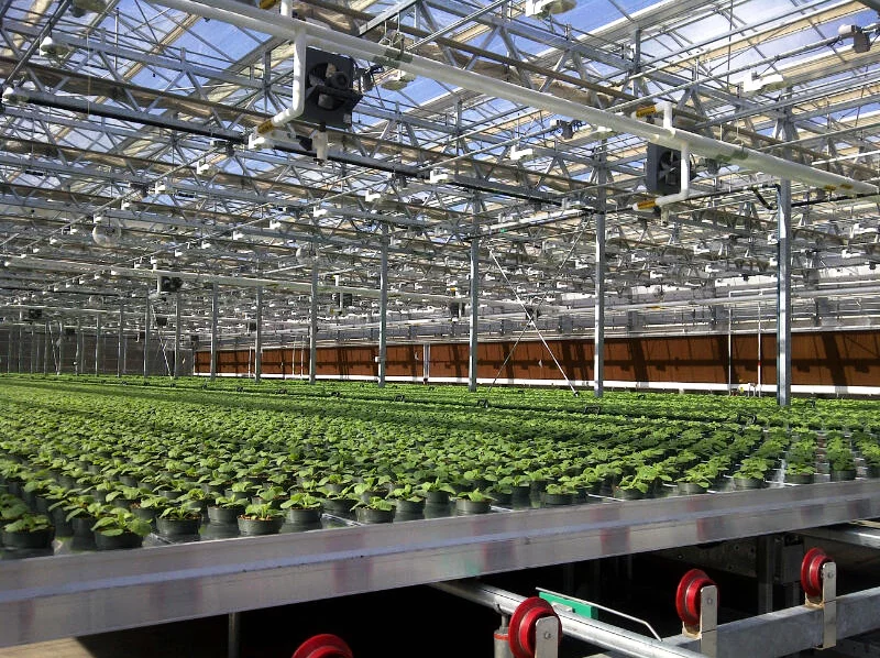 Tobacco plants under cultivation