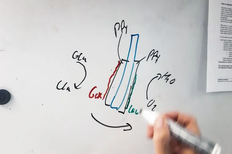 The energy needed to power motion in the “muscle”, or polymer actuator, is derived from the conversion of glucose and oxygen by the enzymes