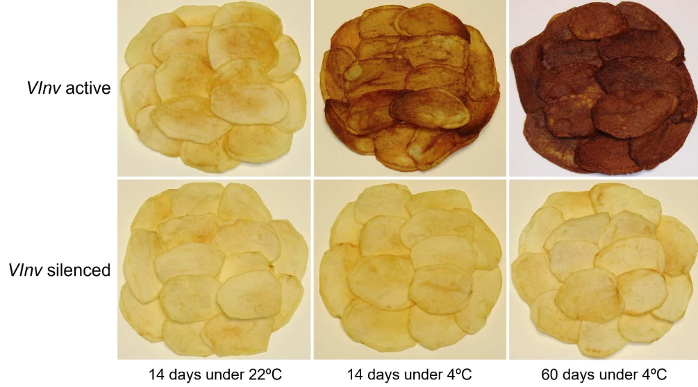By switching off the potato vacuolar invertase gene, or VInv, frying potatoes stored at cold temperatures can result in a healthier and more appealing chip