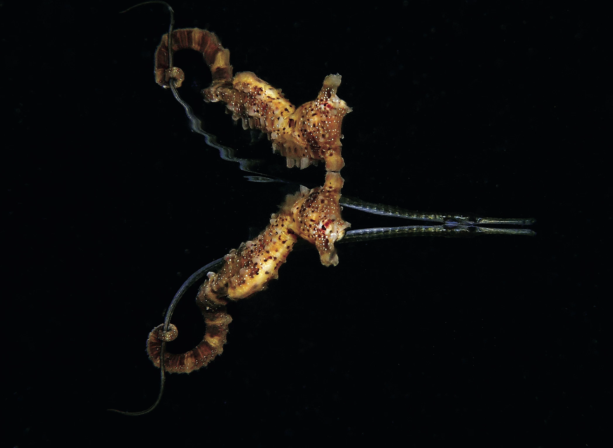 Winner - Behavior. Port Phillip Bay, Australia. A shorthead seahorse grabbing hold of a pipefish tail