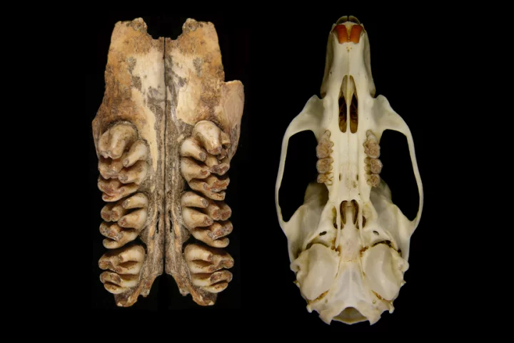 The upper toothrows of the giant rat compared to the skull of a common rat (Image: Ken Aplin, CSIRO)