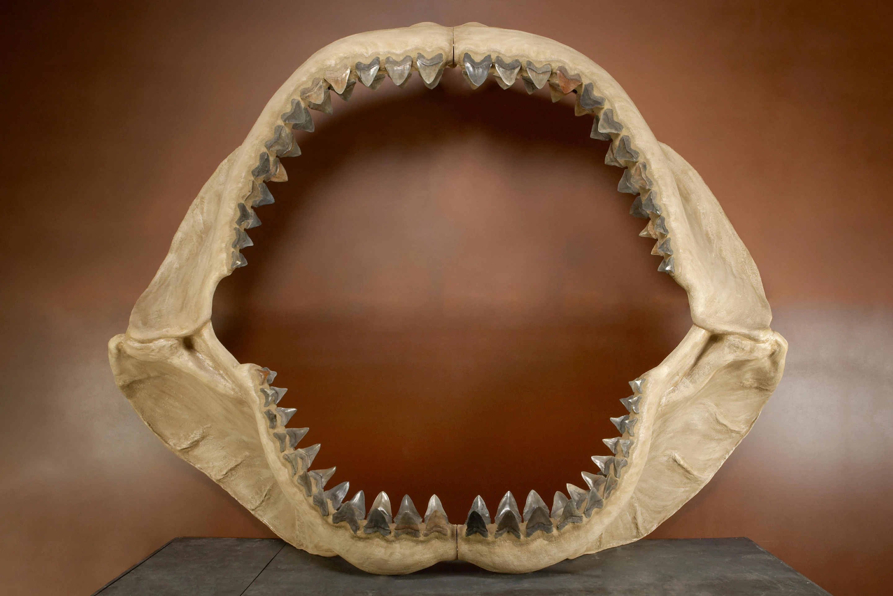 A decade ago, Bonhams offered what was at the time the world’s largest known set of jaws from a Carcharocles megalodon. The jaws measured 11 x 8 3/4ft with the longest tooth being 7 inches long. The jaws were estimated to sell for between $900,000 and $1.2 million but did not meet reserve.