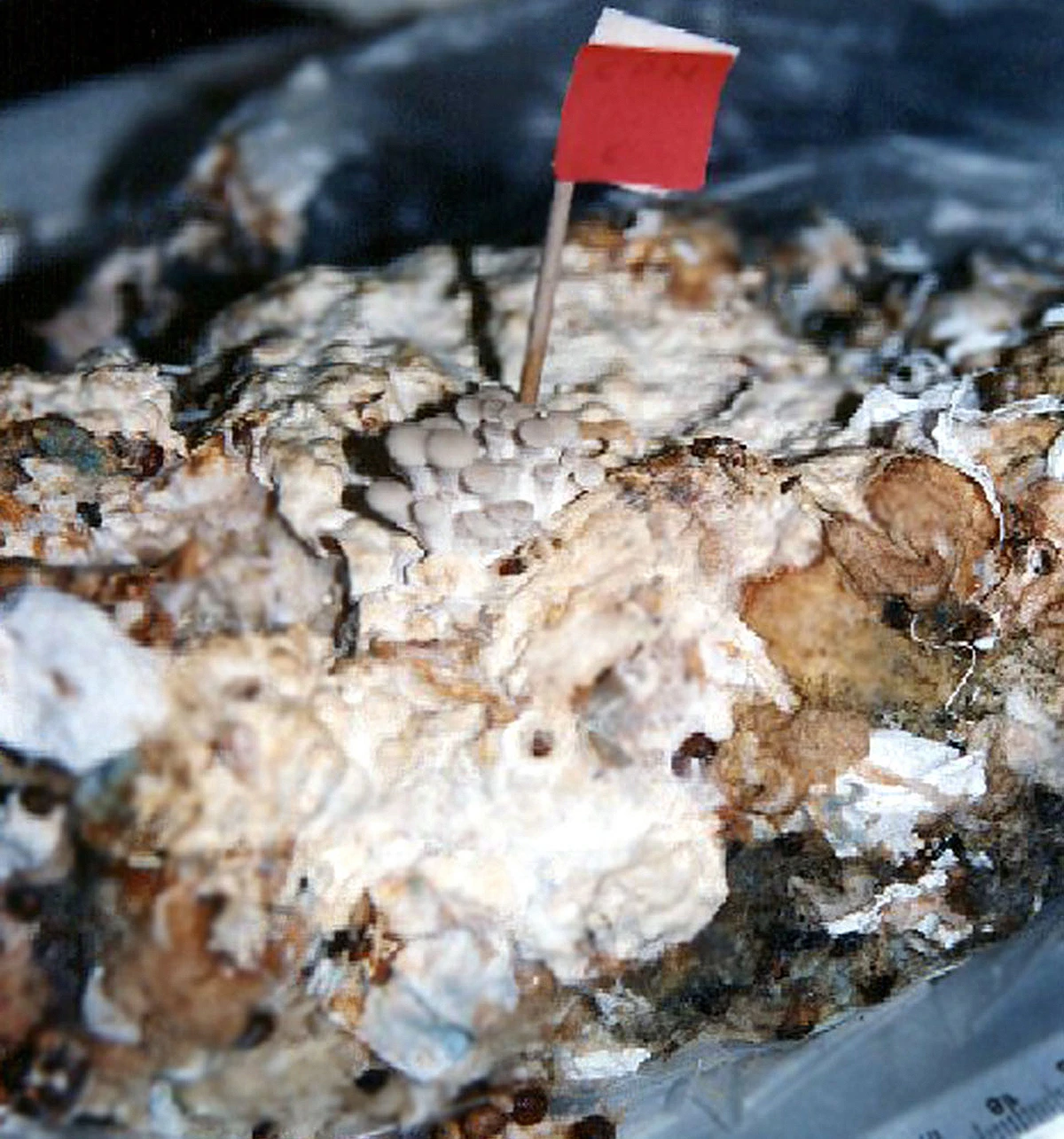 Mushrooms grown in used diapers from a process developed at UAM-A