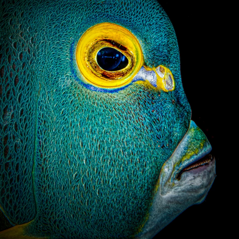 Grand Prize Winner. Nikon D810 in a Nimar Pro housing; Nikon 60mm f2.8 lens; two Sea&Sea YS-D2J strobes; Orcatorch D910V focus light, f/22; 1/250; ISO 80. French Angelfish, Bonaire Island
