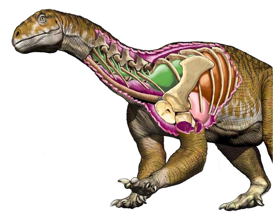 Ingentia prima had a very bird-like respiratory system, with a set of air sacs (green) alongside lungs (brown)