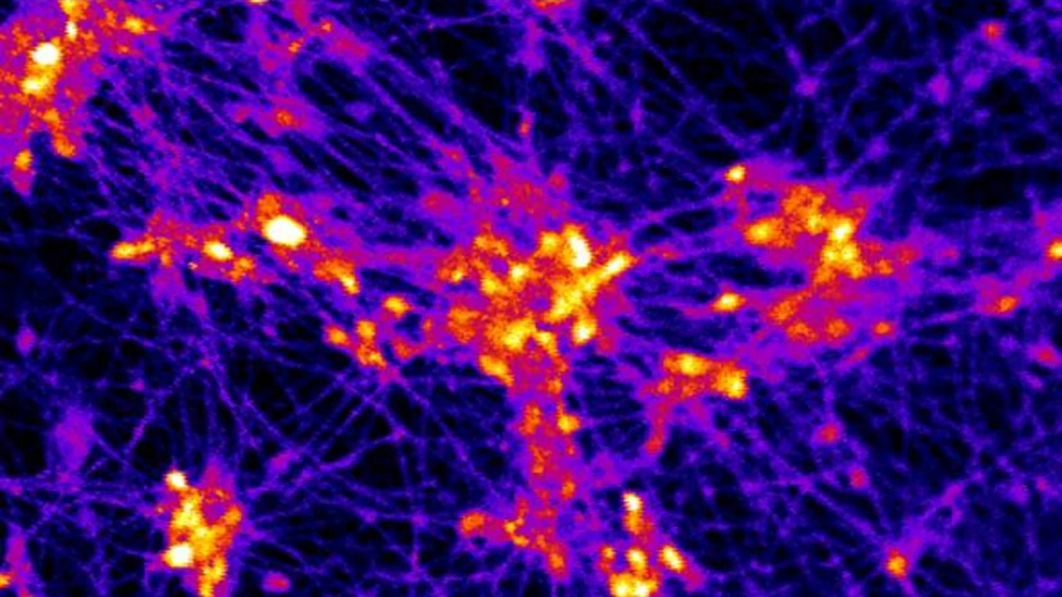 The stem cell-derived neurons were found to grow and form connections on the micro-scaffold, exhibiting firing activity (seen in yellow) in response to an electrical current