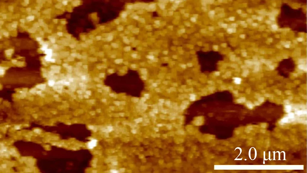 Plastic antibodies, such as this cluster of particles, may fight a wide range of human diseases (Image: Kenneth Shea)