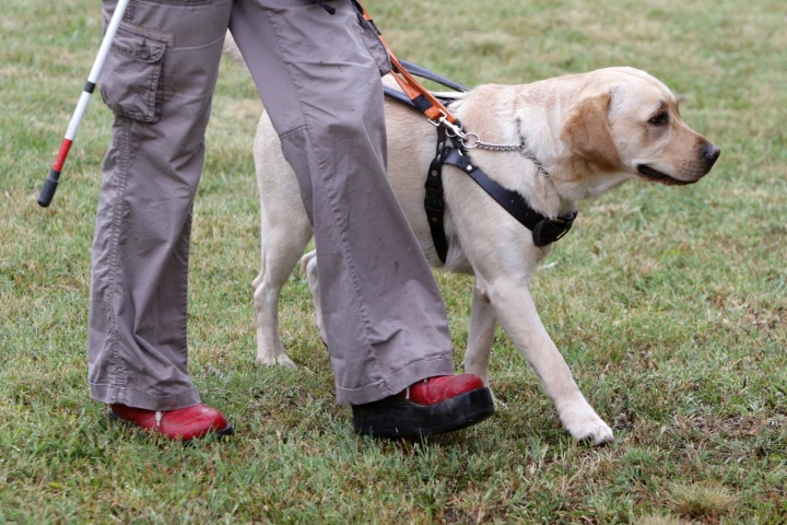 The study looked at dogs trained to assist the disabled, and at ones trained to detect explosives