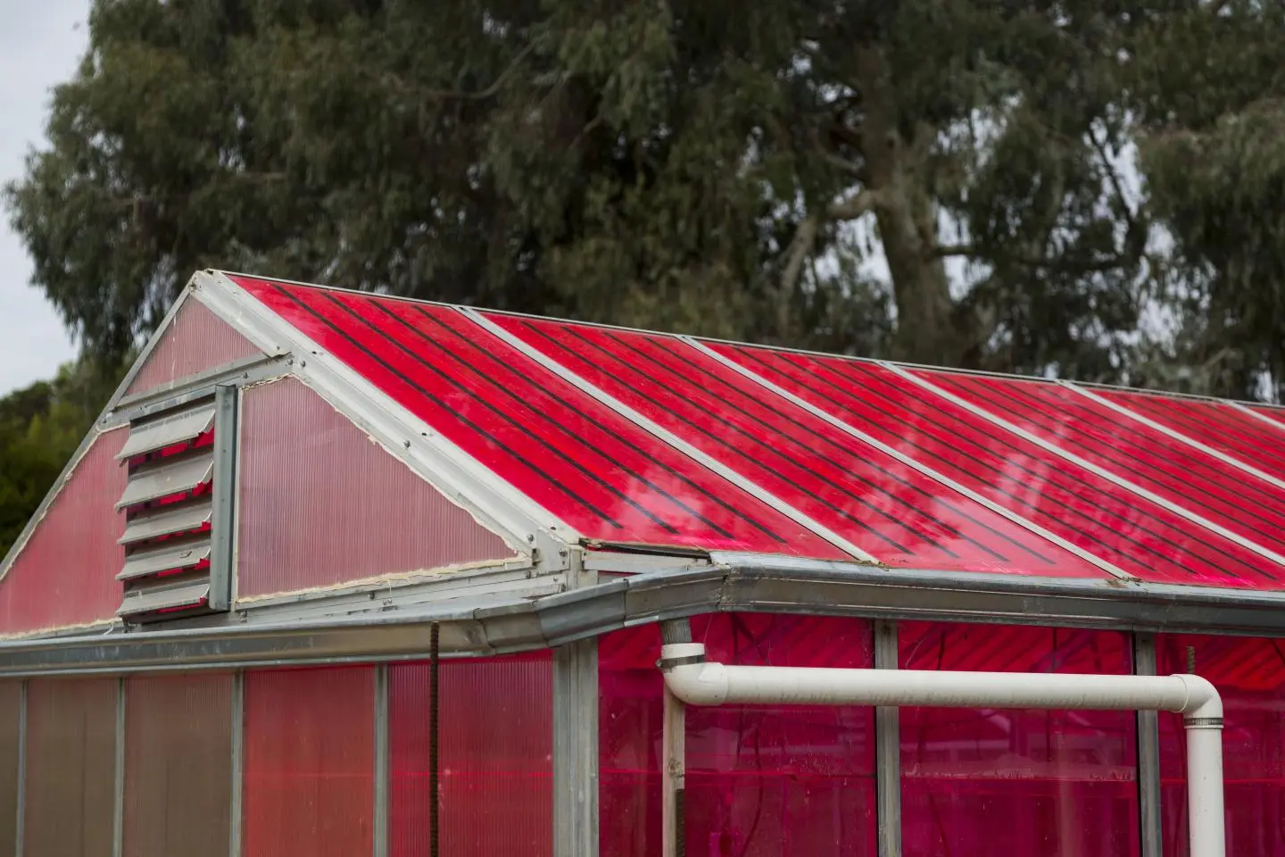 The WSPVs technology reportedly didn't interfere with plant growth or production