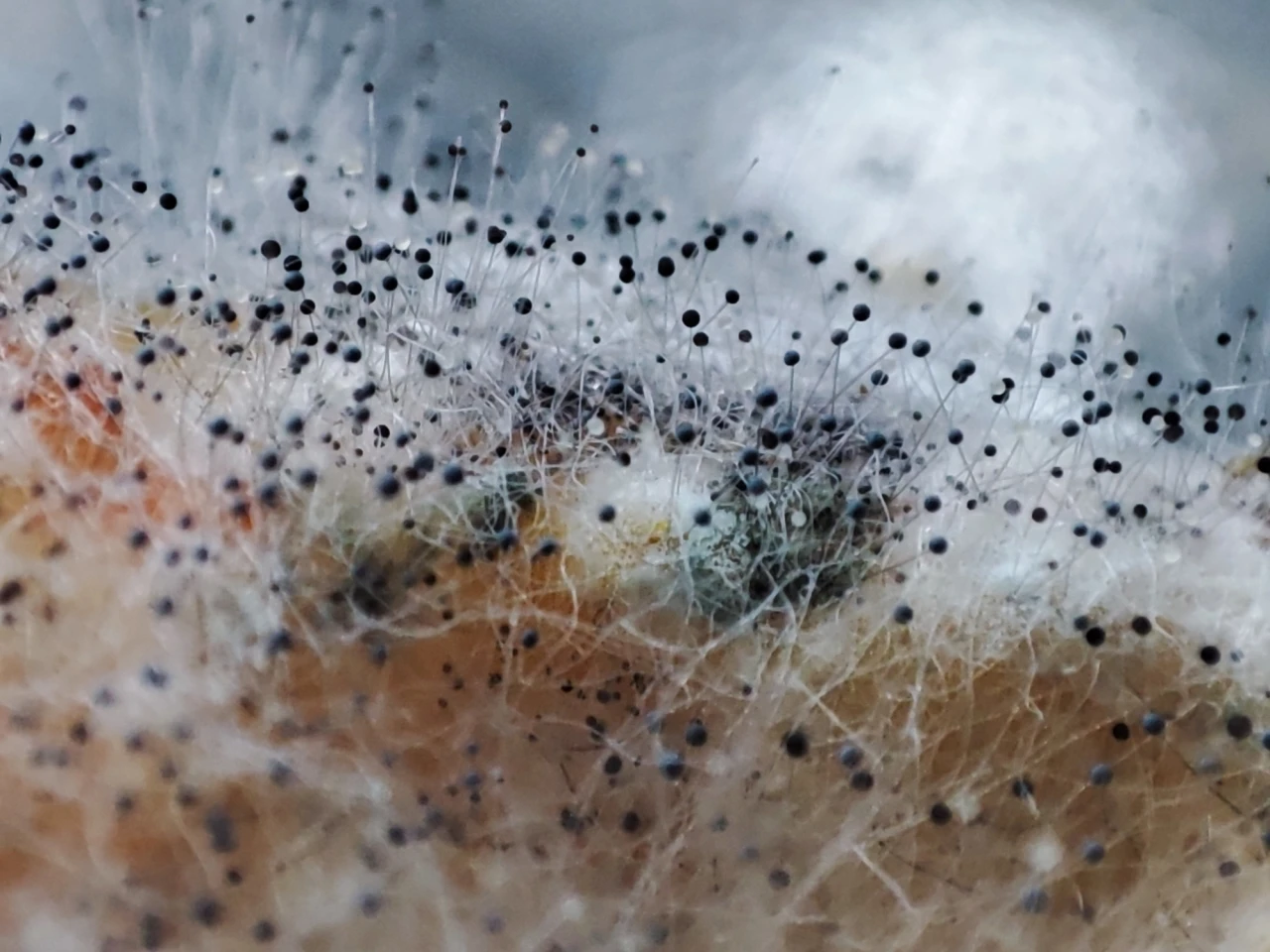 Aspergillus niger mould, pictured here growing on a decaying parsnip