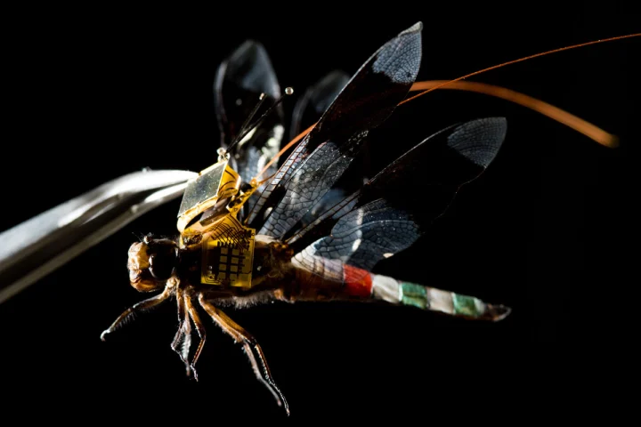 A cyborg dragonfly, named the DragonflEye, has taken flight for the first time in a video
