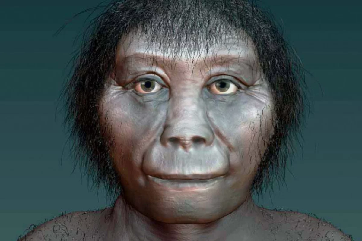 An artist's rendition of Homo floresiensis – new analysis has shown that these "hobbits" are unlikely to have evolved from Homo erectus
