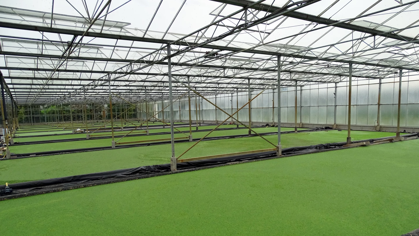 Water lentils can be sustainably cultivated in greenhouses or vertical farms