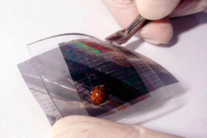 The new electronic skin is sensitive enough to detect a lady beetle walking across it (Photo: Seoul National University)