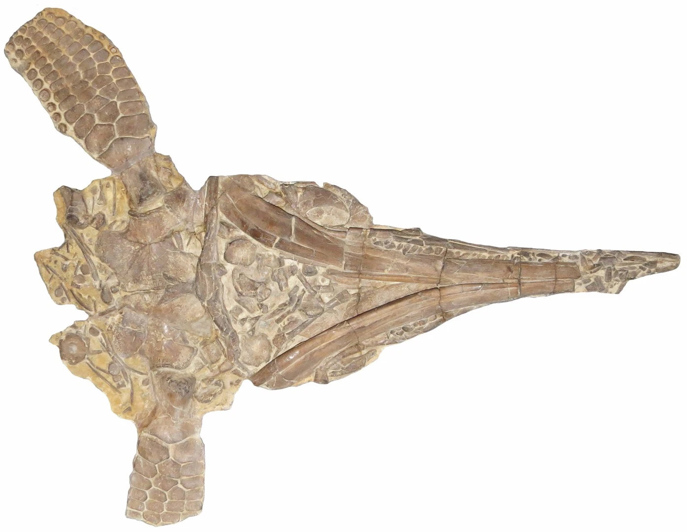 One of the original specimens of Protoichthyosaurus, described by Robert Appleby in 1979