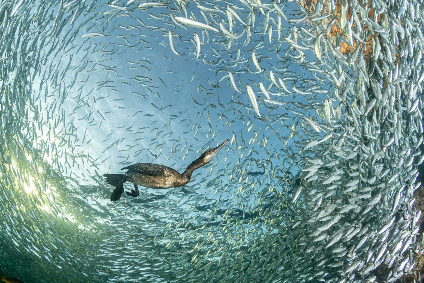 Birds in the Environment: Gold Award Brandt’s Cormorant (Phalacrocorax penicillatus) by Franco Banfi (Switzerland)