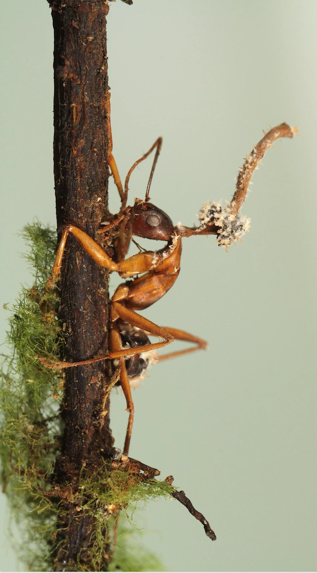"Plants and fungi" winner: A mycoparasitic fungus parasitizing the fruiting body of a zombie-ant fungus