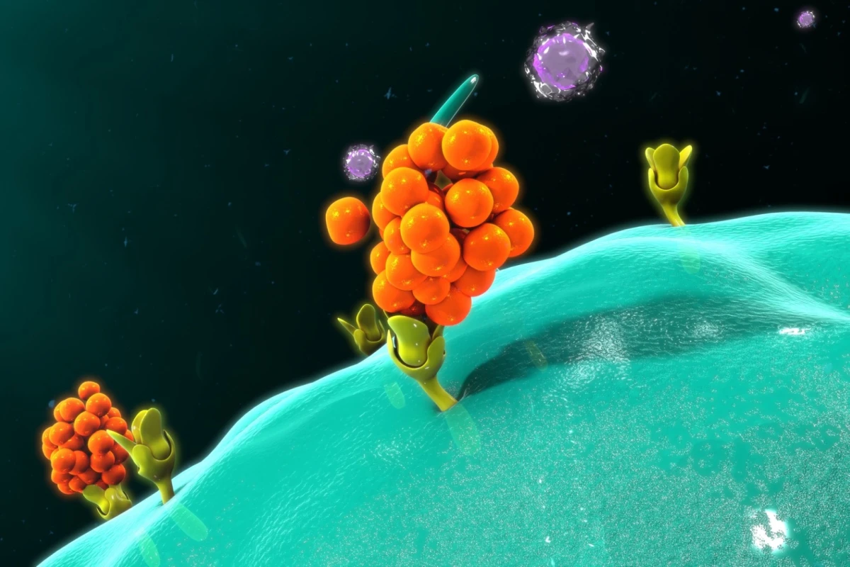 Cancer immunotherapy could be improved by adding proteins that bind molecules to cancer cells like Velcro