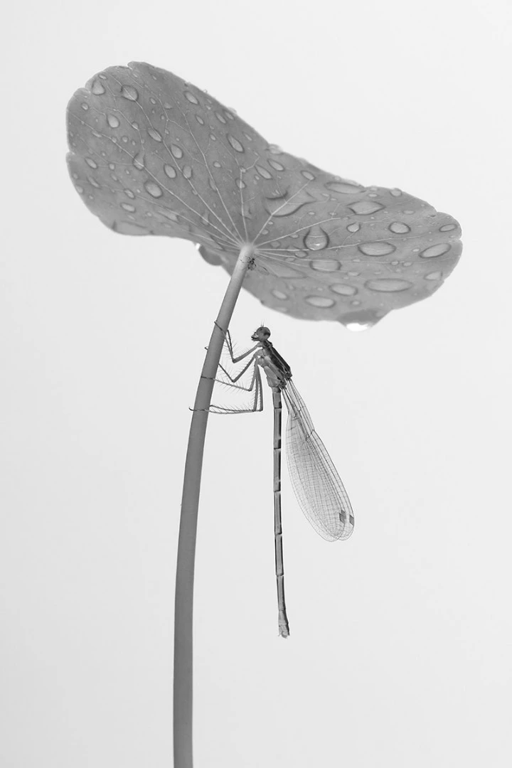 Third Place: Damselfly Umbrella