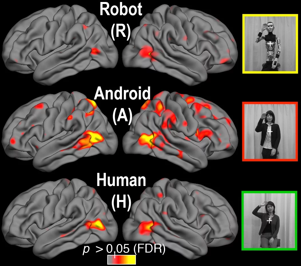 The brain's different responses, when viewing the stripped android (top), the human model, or the lifelike android (Image: Ayse Pinar Saygin, UC San Diego)