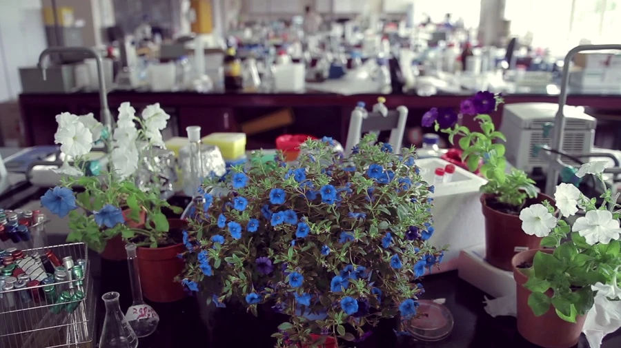 Revolution Biotechnology has also modified a petunia to change color during the day