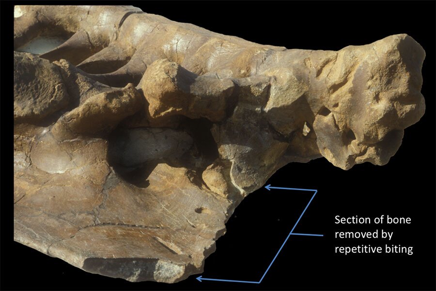 This section of Triceratops pelvis shows some 80 T-rex bite marks, indicating a "puncture and pull" pattern of biting